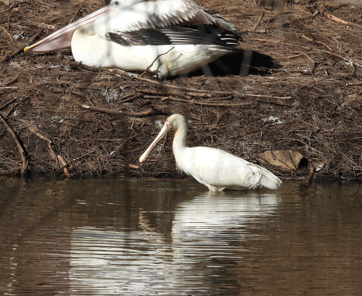 Yellow-billed Spoonbill - ML638218296