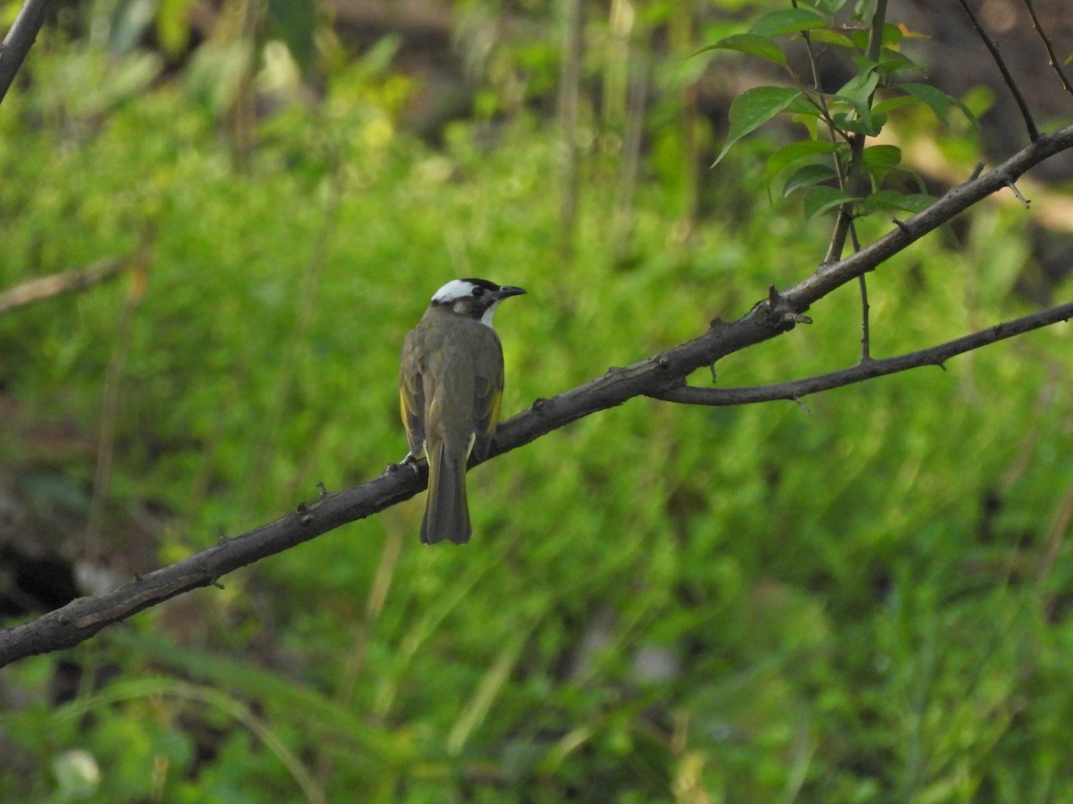 Light-vented Bulbul - ML638218299