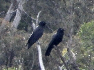 Australian Raven - ML638218304