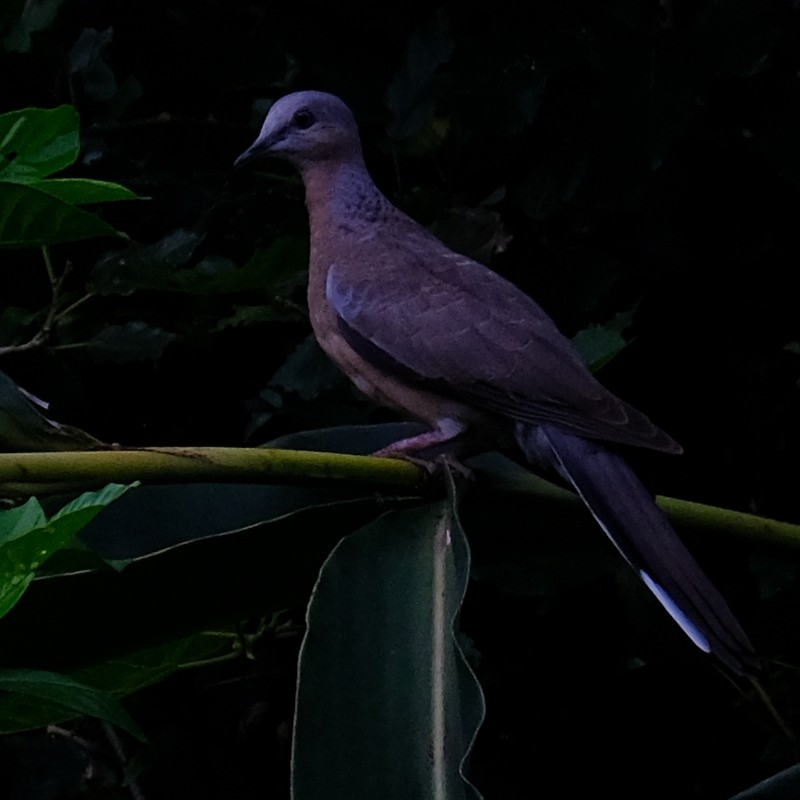 Oriental Turtle-Dove - ML638218322