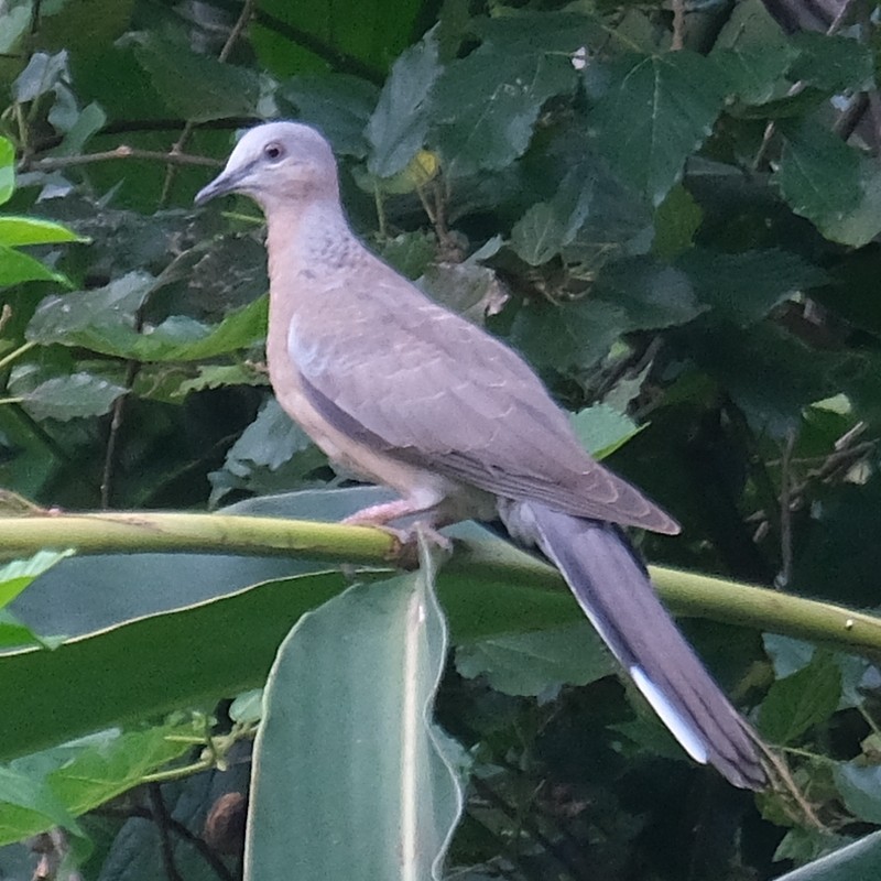 Oriental Turtle-Dove - ML638218323