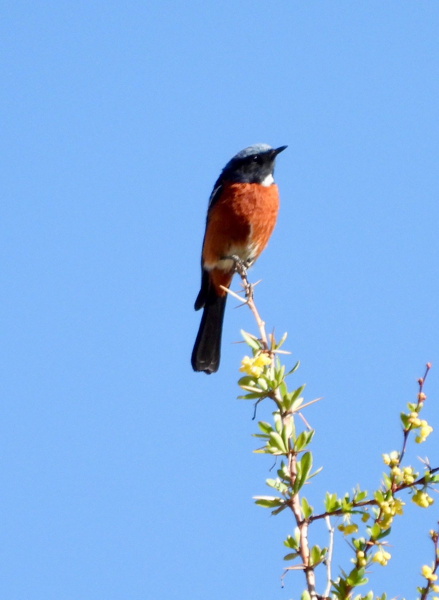 White-throated Redstart - ML638218333