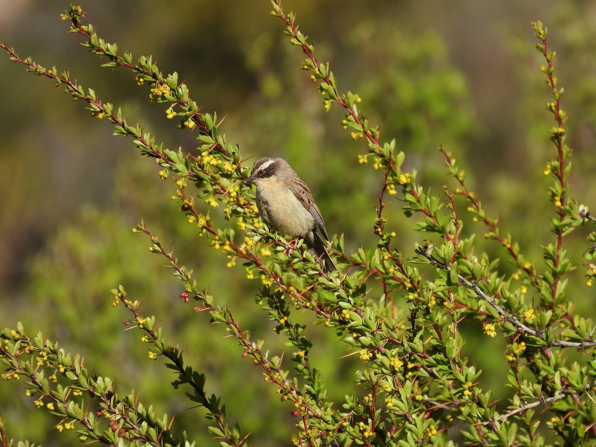 Brown Accentor - ML638218362