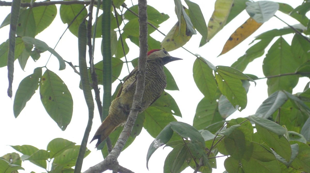 Golden-olive Woodpecker - ML638218374