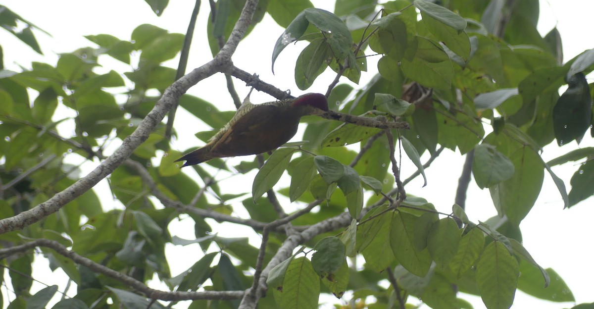 Golden-olive Woodpecker - ML638218376