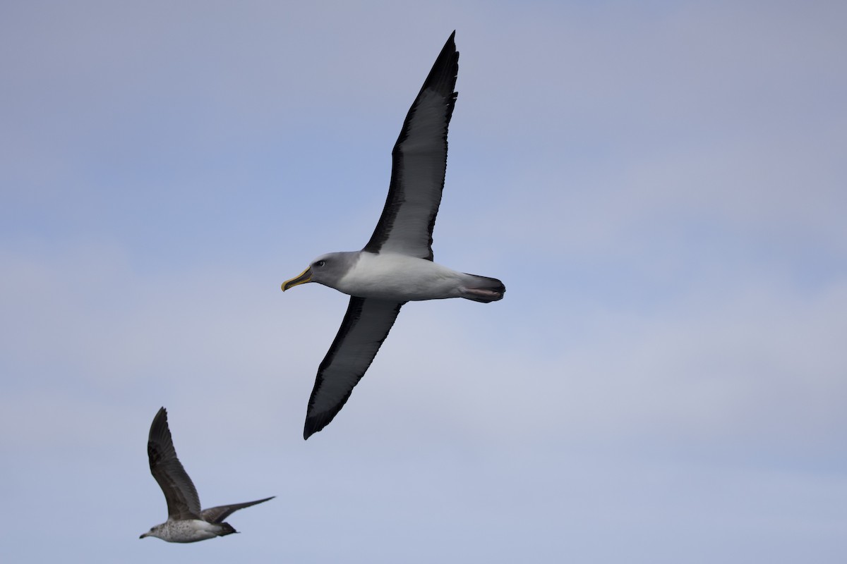Buller's Albatross - ML638218381