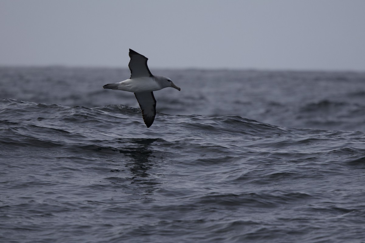 Salvin's Albatross - ML638218385