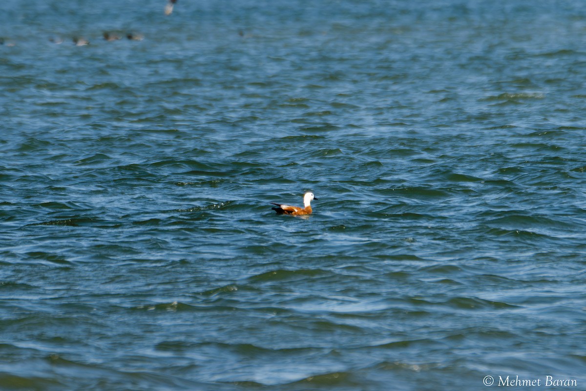 Ruddy Shelduck - ML638218399