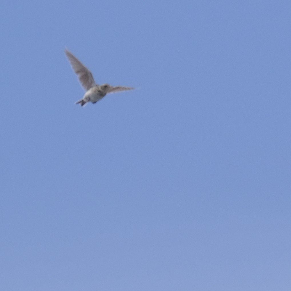 Oriental Skylark - ML638218408