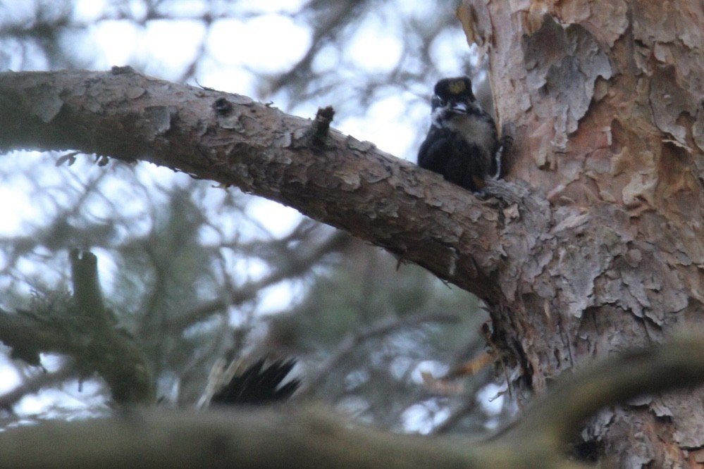 Eurasian Three-toed Woodpecker - ML638218409