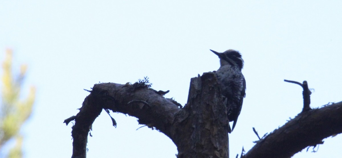 Eurasian Three-toed Woodpecker - ML638218410