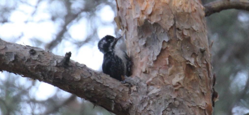 Eurasian Three-toed Woodpecker - ML638218411