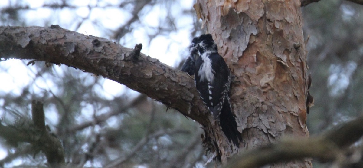 Eurasian Three-toed Woodpecker - ML638218412