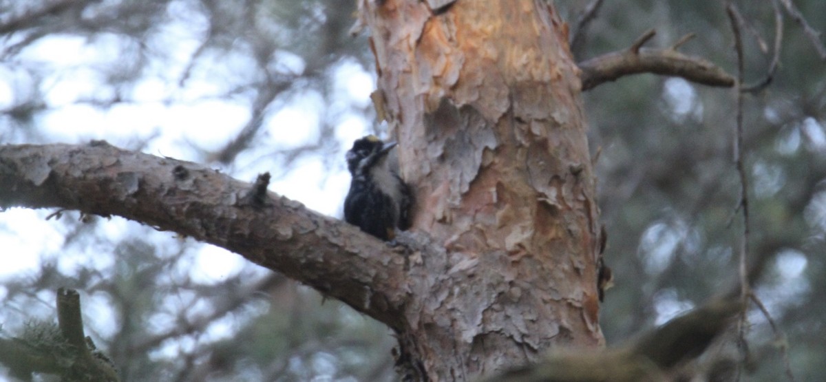 Eurasian Three-toed Woodpecker - ML638218413