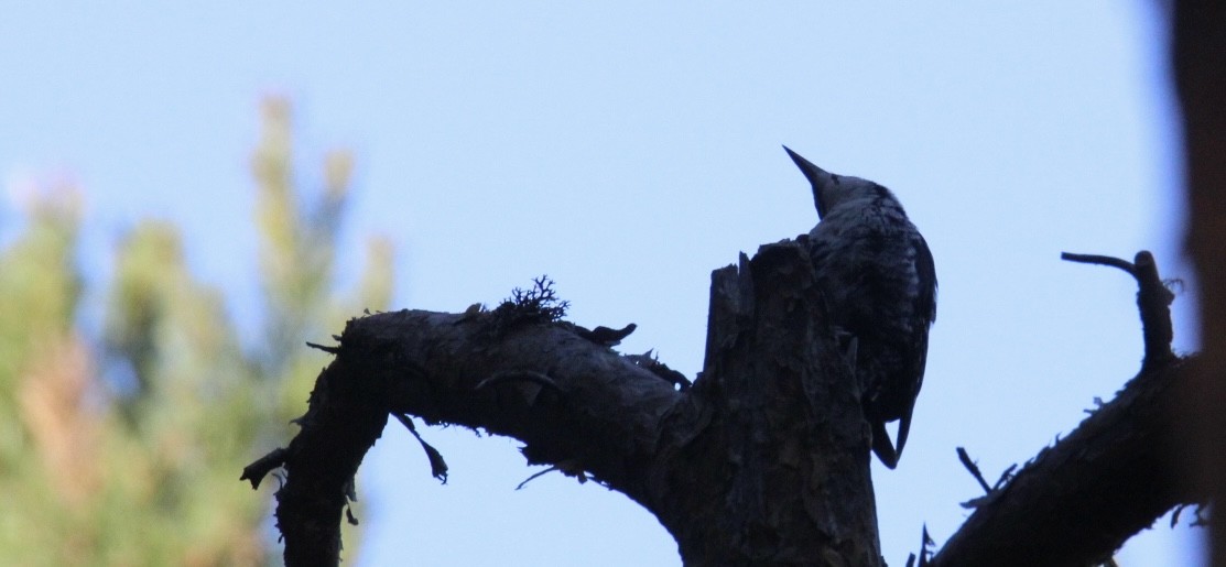 Eurasian Three-toed Woodpecker - ML638218414