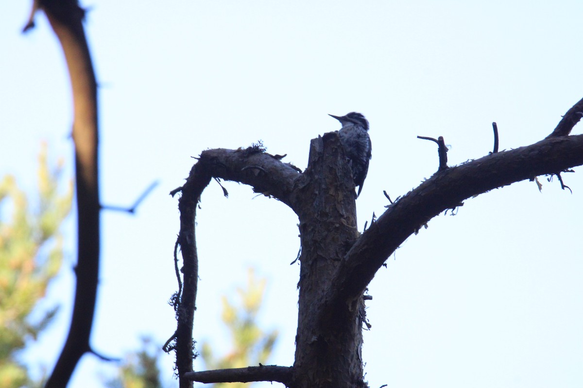 Eurasian Three-toed Woodpecker - ML638218415