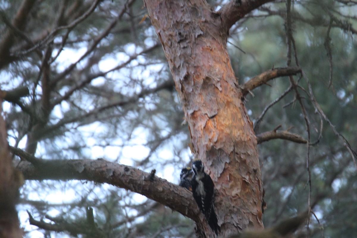 Eurasian Three-toed Woodpecker - ML638218416