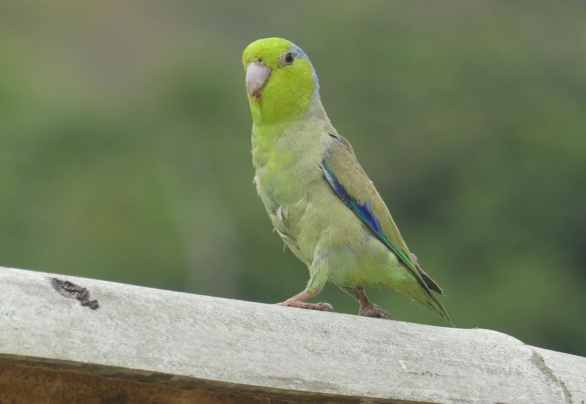 Pacific Parrotlet - ML638218419