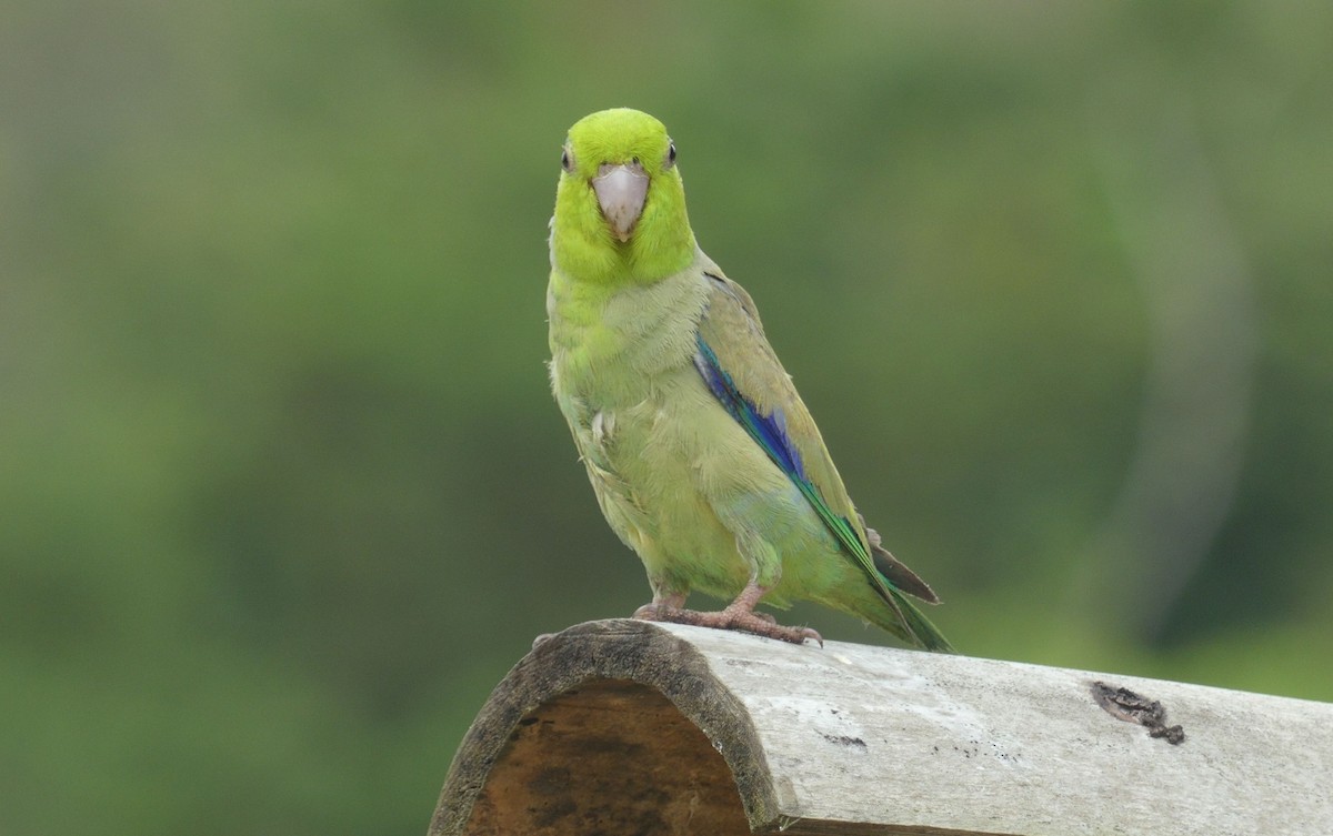 Pacific Parrotlet - ML638218420
