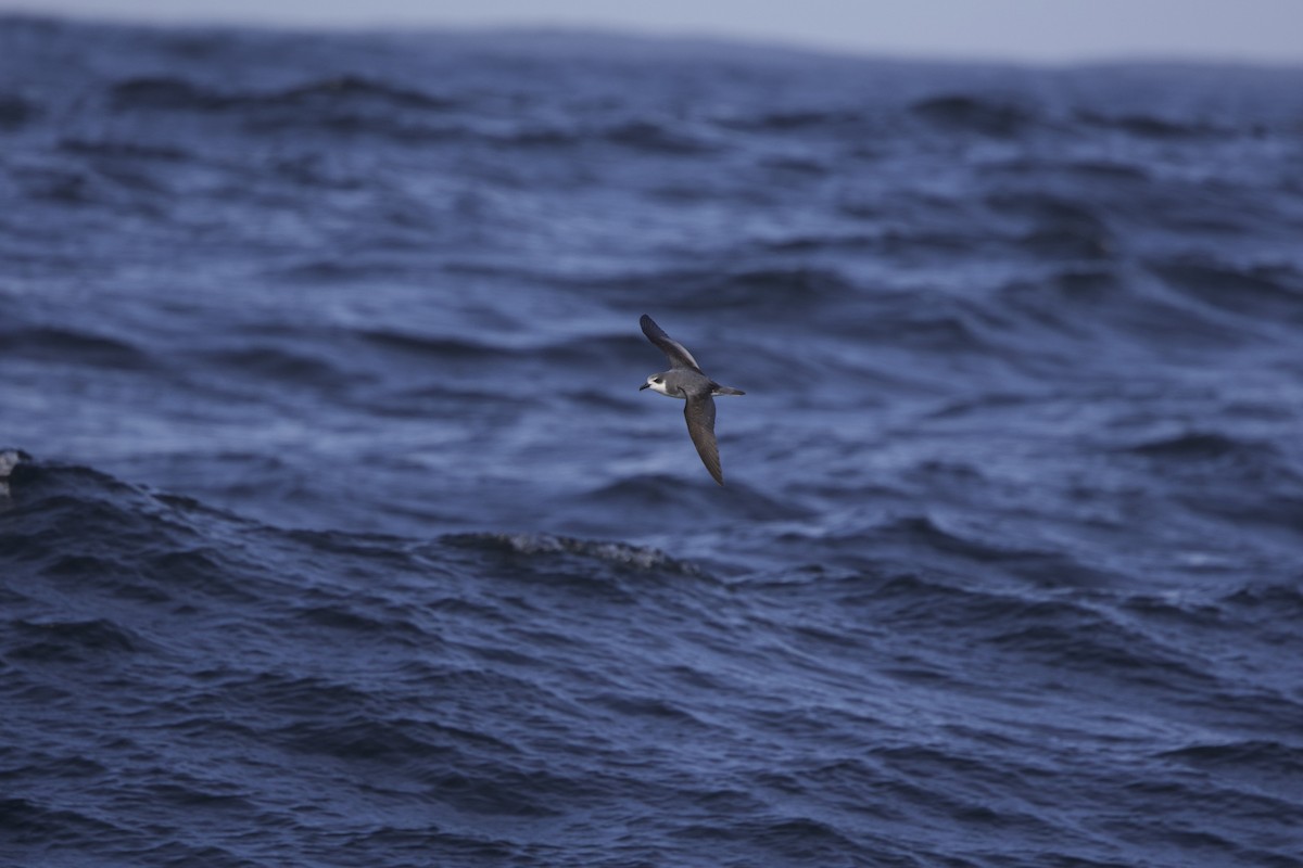 Masatierra Petrel - ML638218421