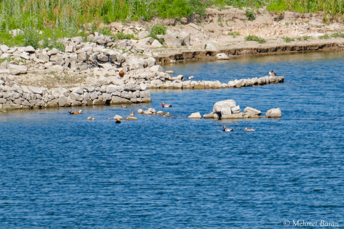 Red-crested Pochard - ML638218443