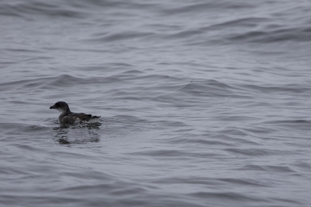 Peruvian Diving-Petrel - ML638218448