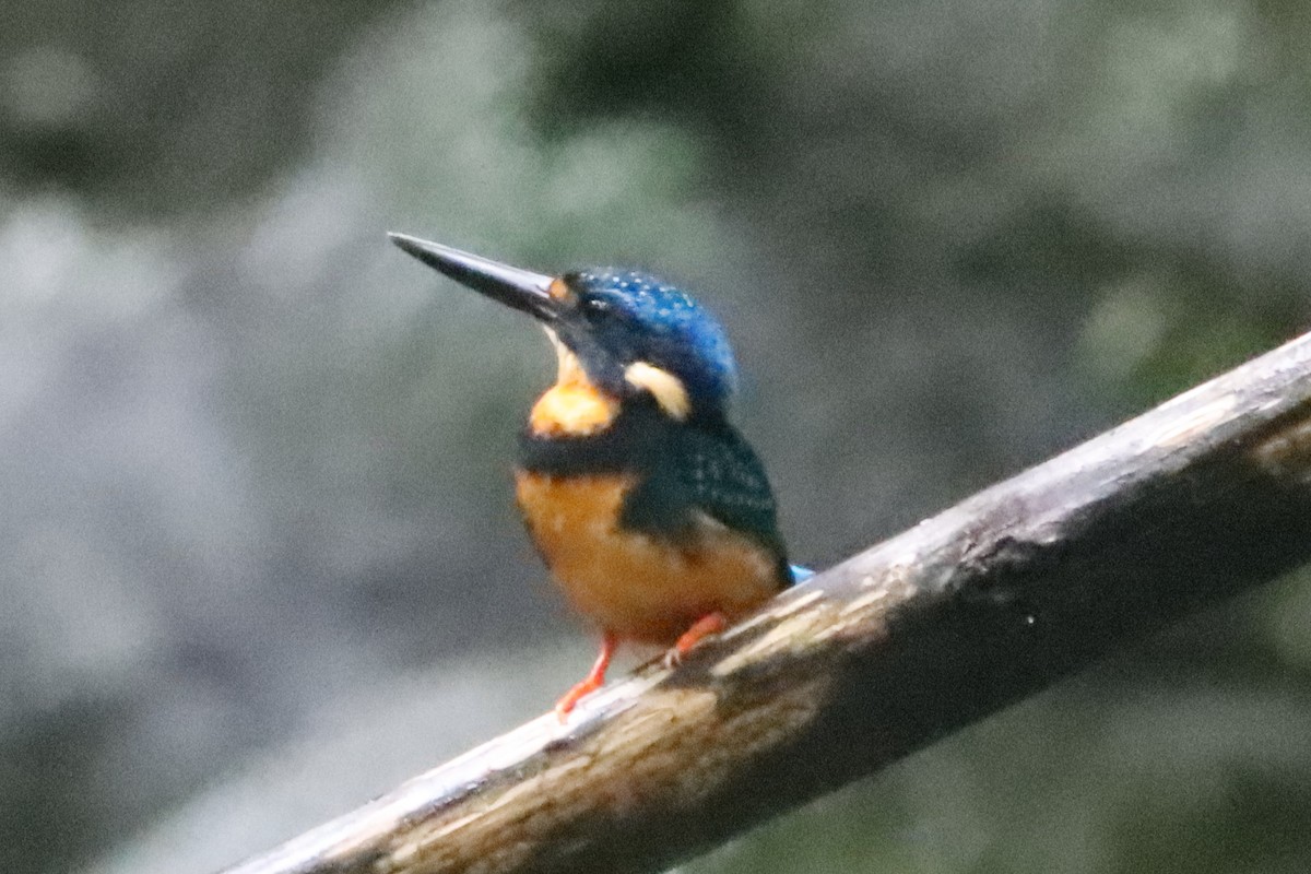 Indigo-banded Kingfisher - ML638218449