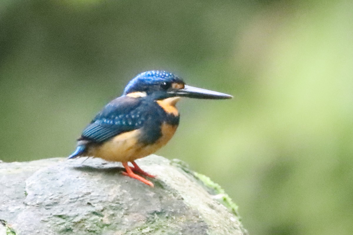 Indigo-banded Kingfisher - ML638218450