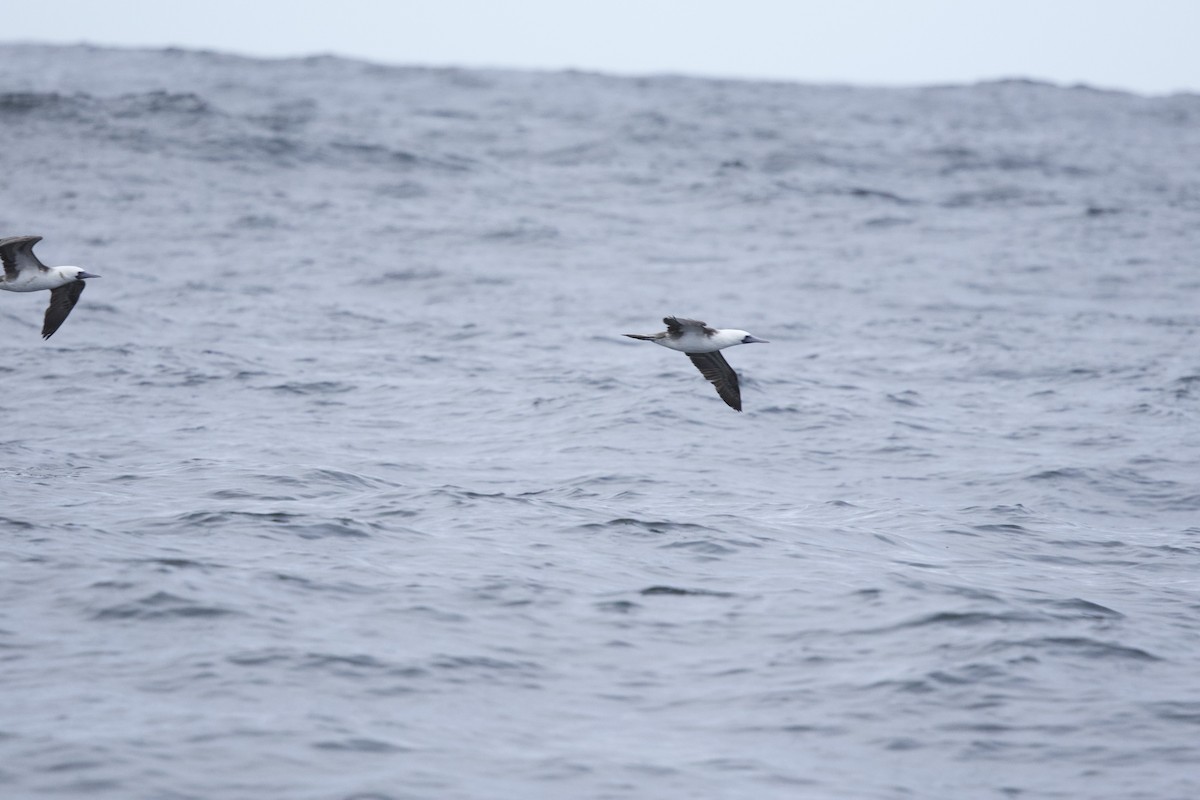 Peruvian Booby - ML638218452