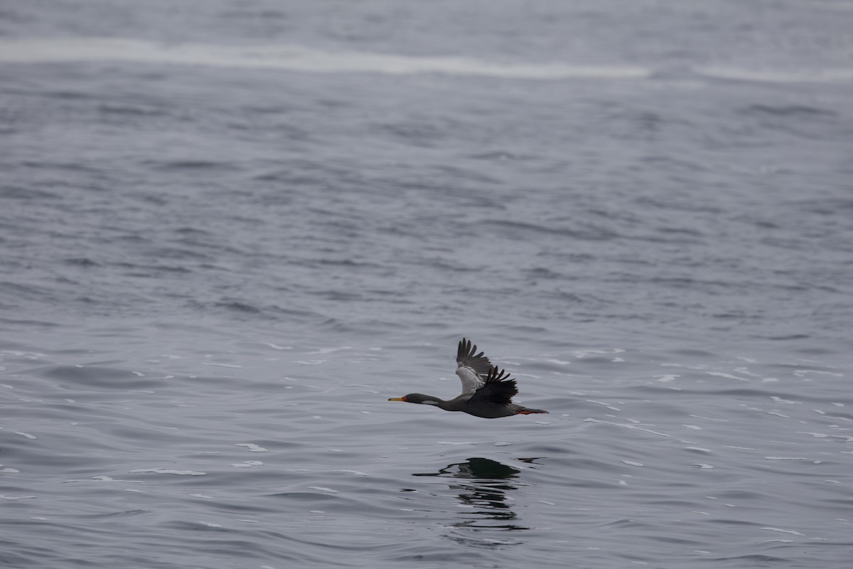 Red-legged Cormorant - ML638218455