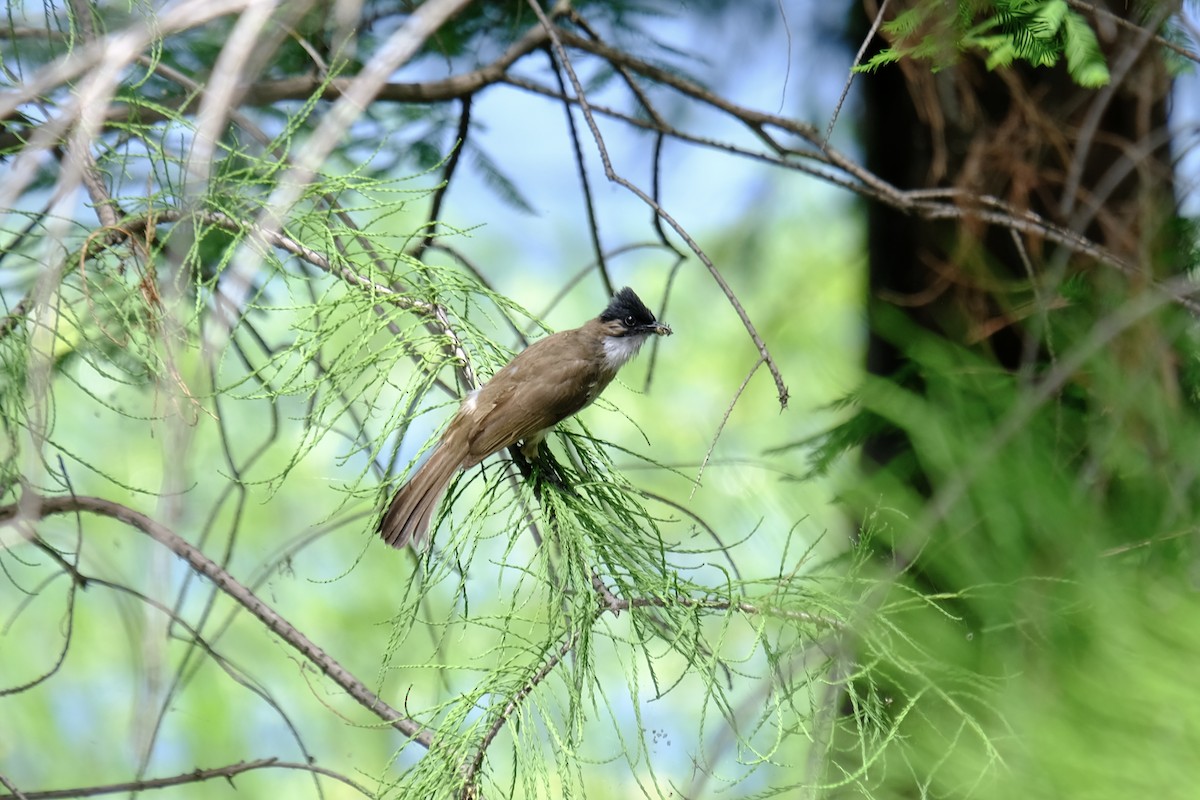 Brown-breasted Bulbul - ML638218457