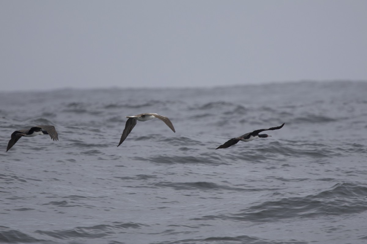 Guanay Cormorant - ML638218460