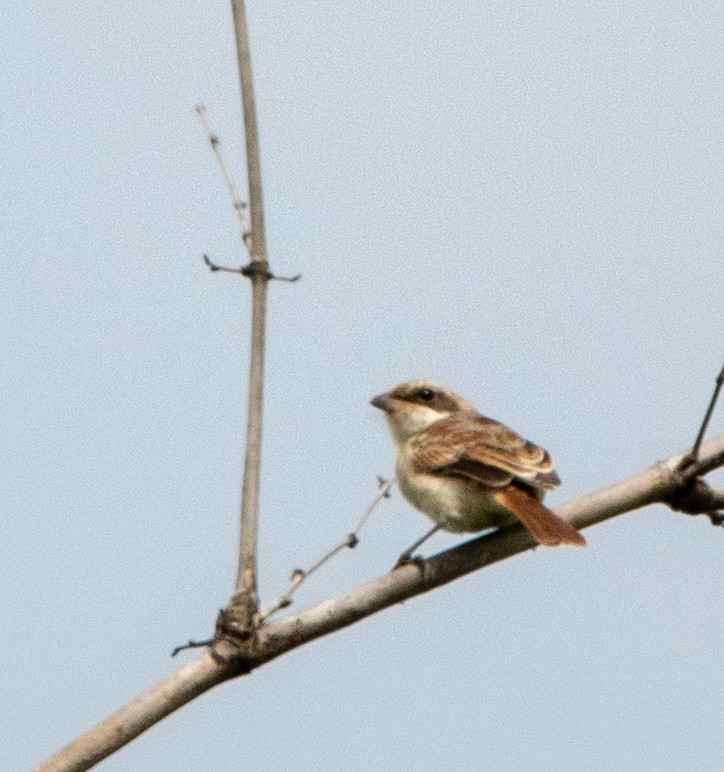 Bay-backed Shrike - ML638218465