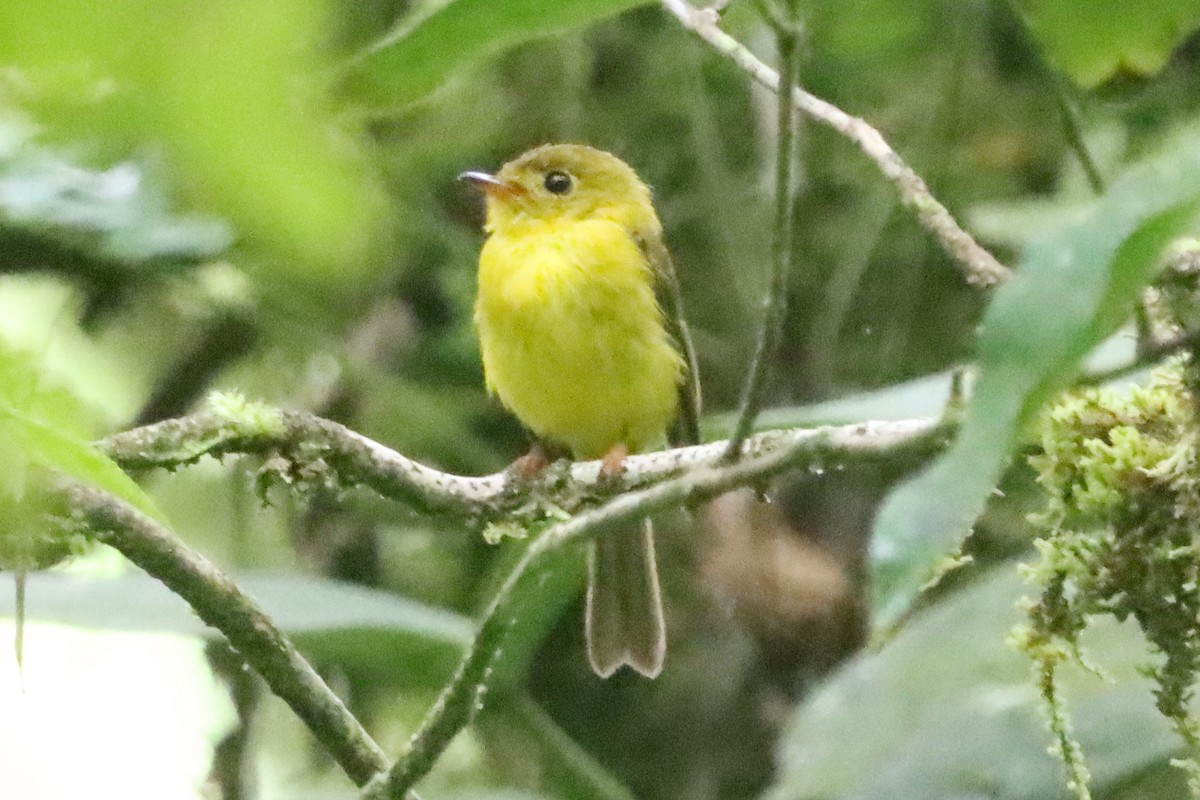 Citrine Canary-Flycatcher - ML638218468