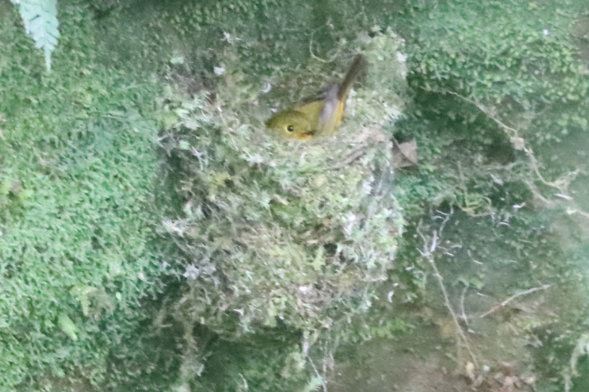 Citrine Canary-Flycatcher - ML638218469
