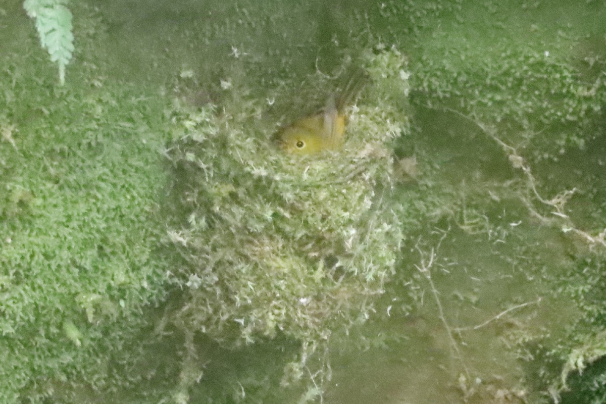 Citrine Canary-Flycatcher - ML638218470