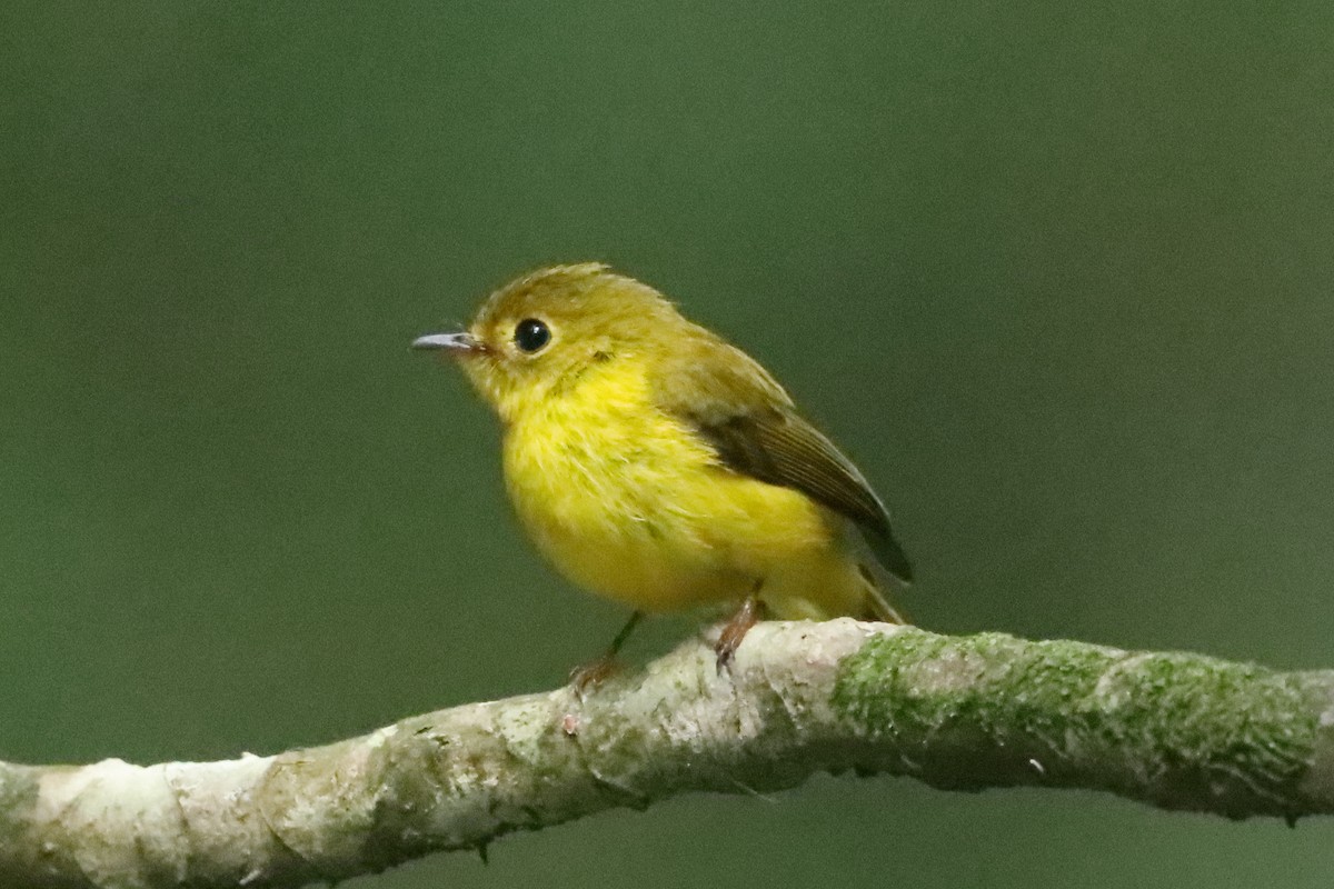 Citrine Canary-Flycatcher - ML638218471
