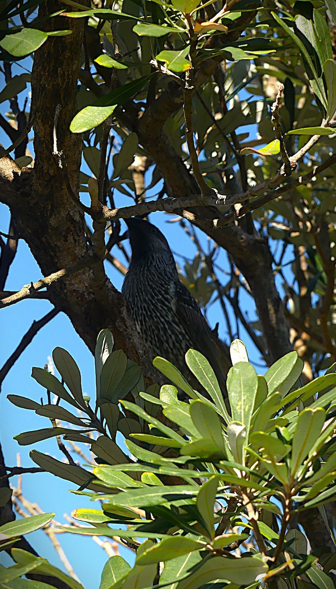 Little Wattlebird - ML638218479