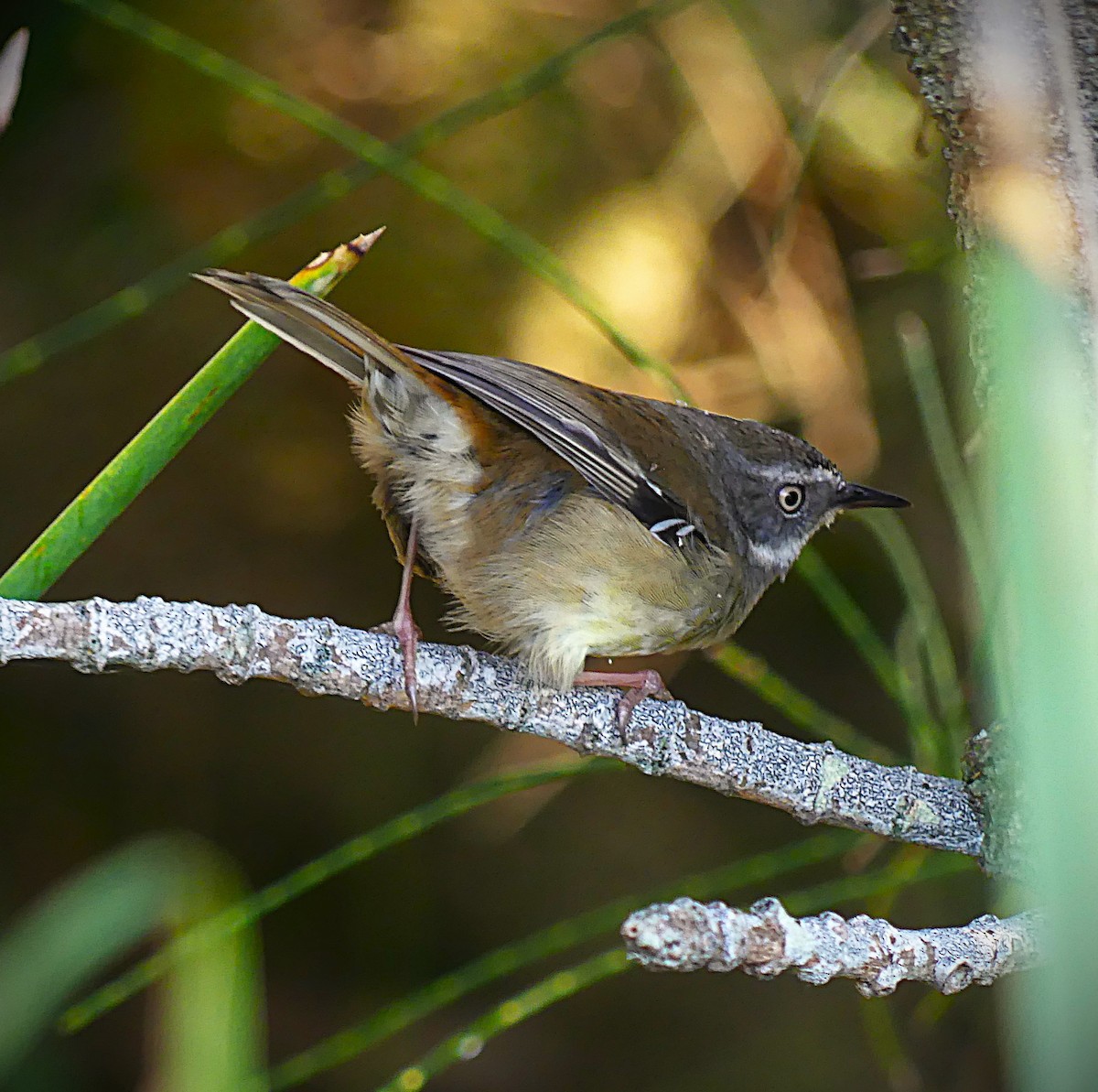 White-browed Scrubwren - ML638218486
