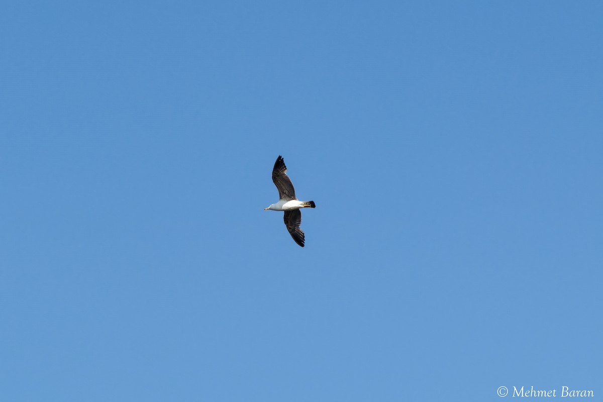 Armenian Gull - ML638218487