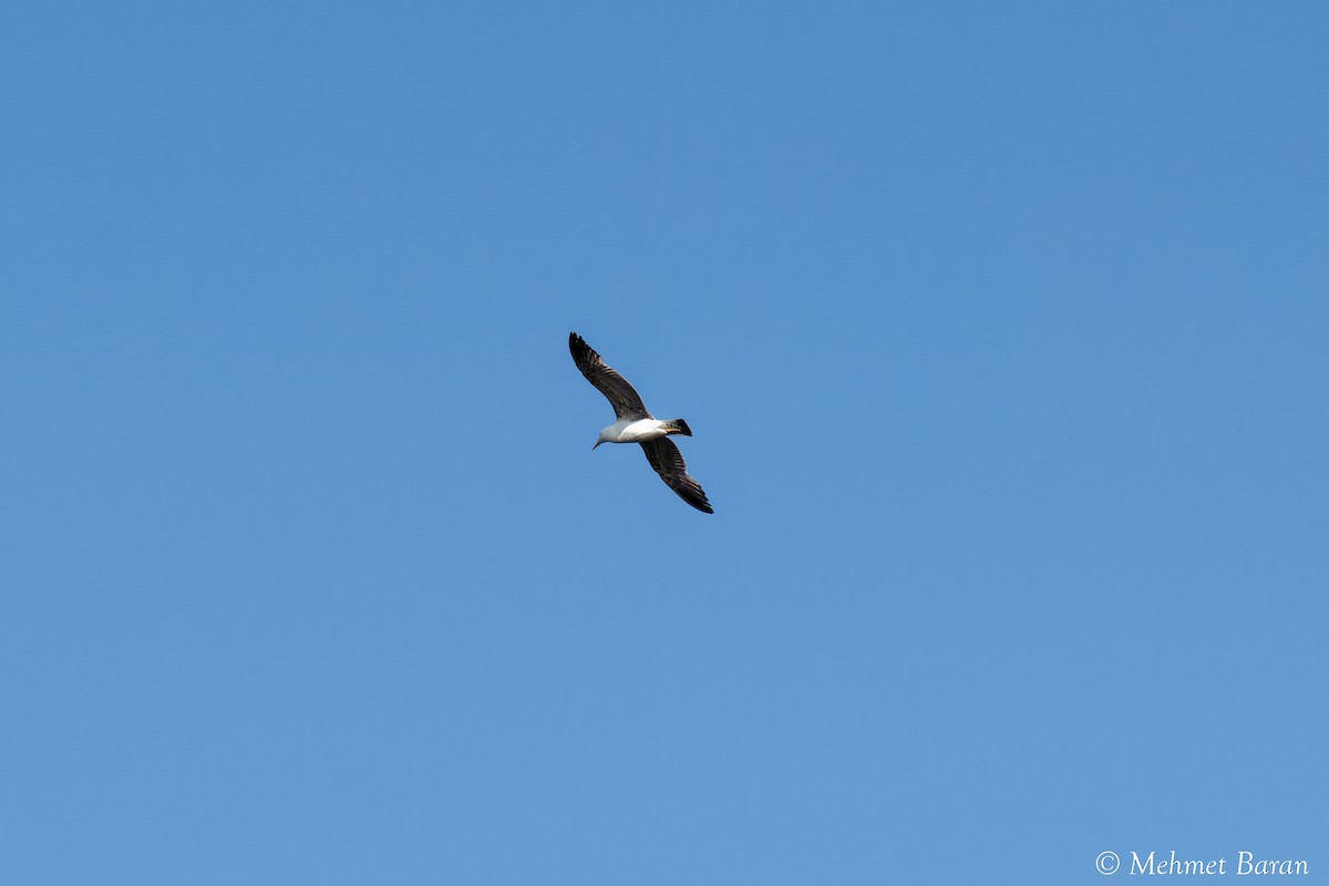 Armenian Gull - ML638218488