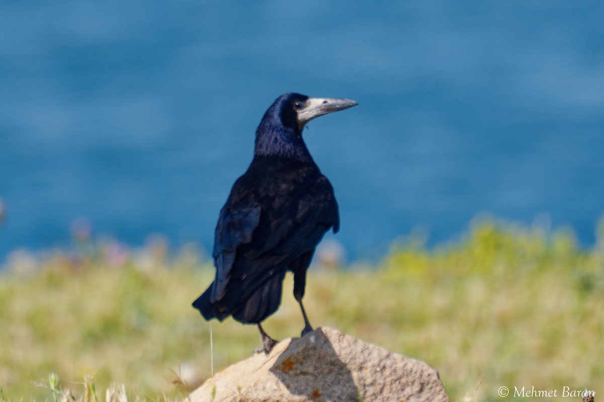 Rook - ML638218519