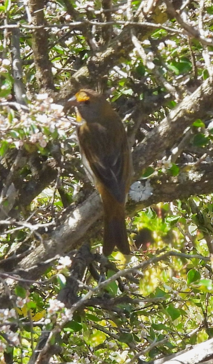 Crimson-browed Finch - ML638218528