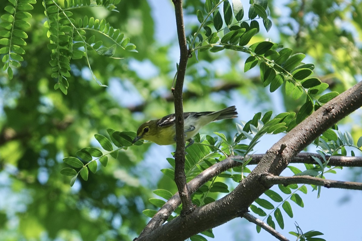 Sarı Gerdanlı Vireo - ML638218531