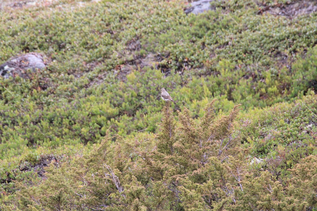 Northern Wheatear (Eurasian) - ML638218541