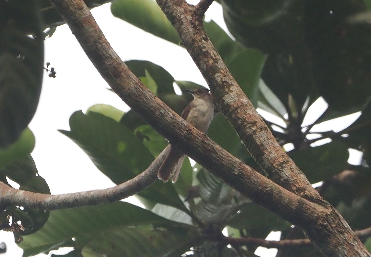 Puff-backed Bulbul - ML638218545