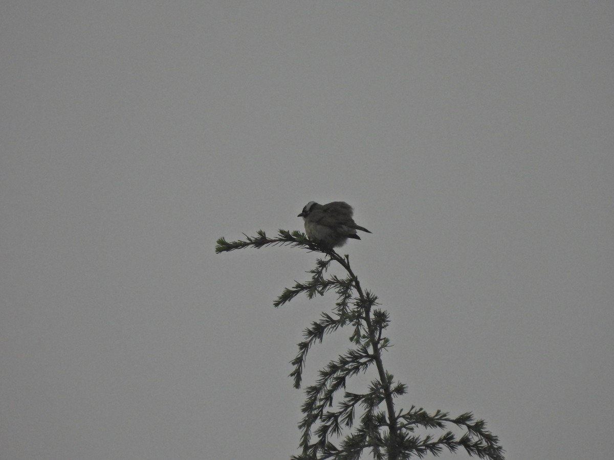 Light-vented Bulbul - ML638218553