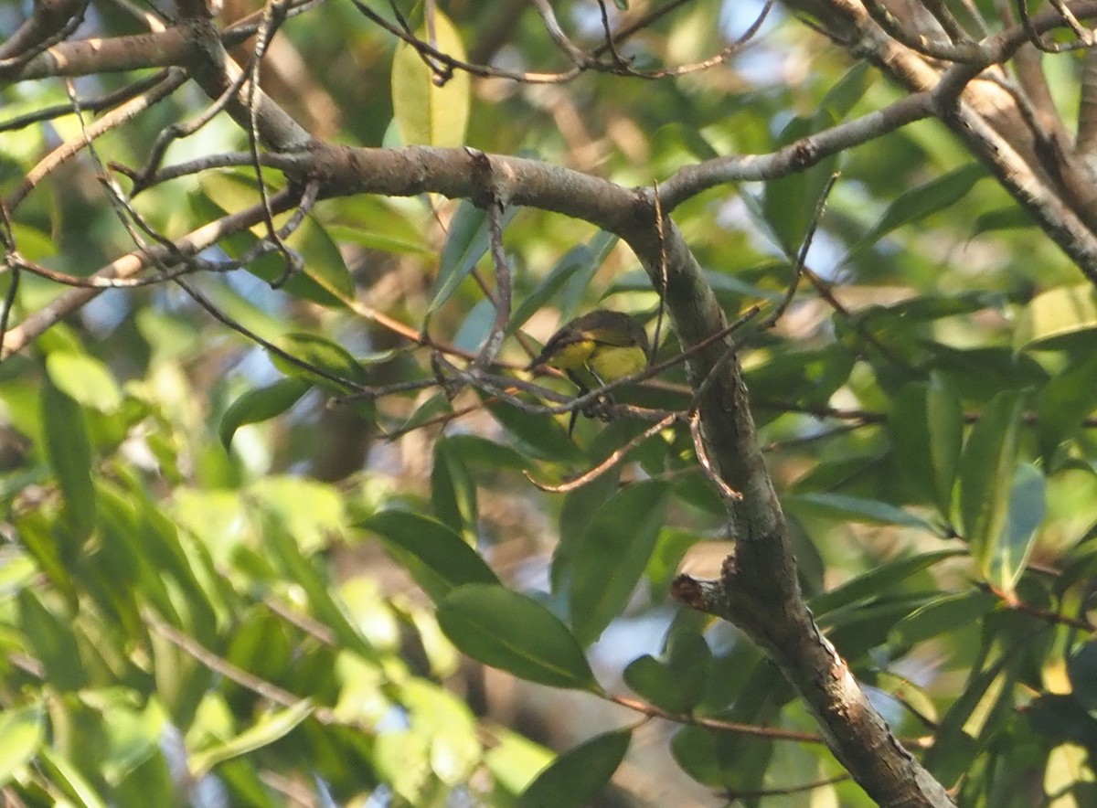 Thick-billed Spiderhunter - ML638218555