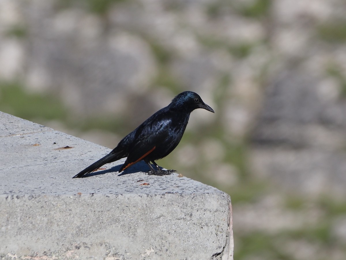 Red-winged Starling - ML638218574