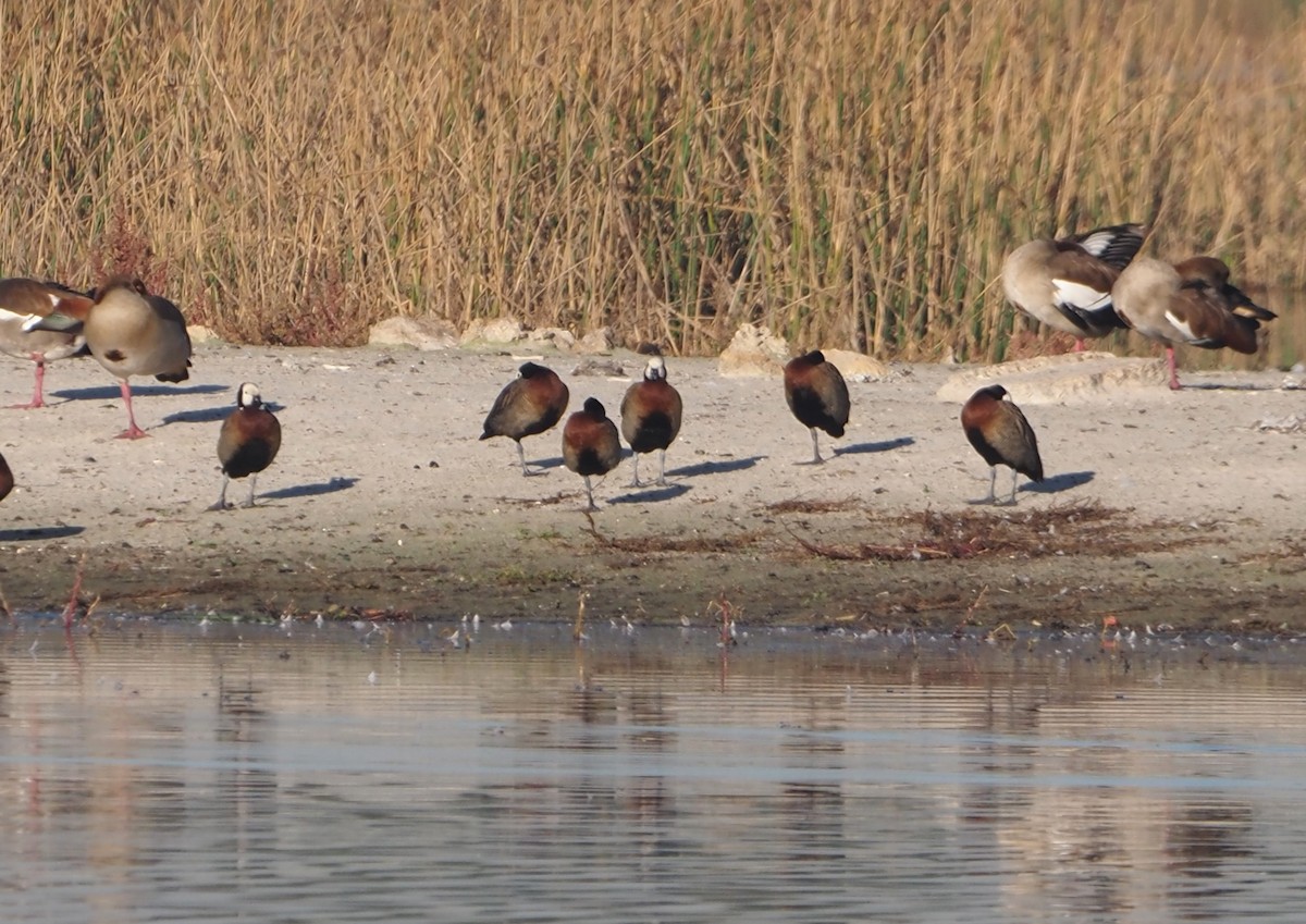 White-faced Whistling-Duck - ML638218595